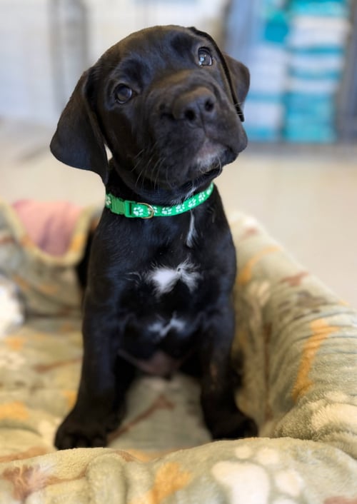 ONYX - Cane Corso Mastiff available for adoption