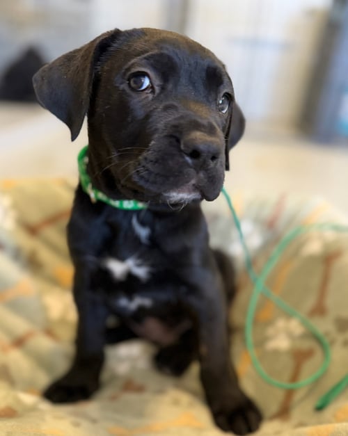 ONYX - Cane Corso Mastiff available for adoption