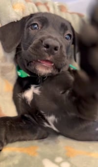 Onyx - Photo 3