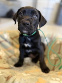 Onyx - Photo 4