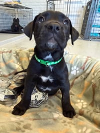 Onyx - Photo 5