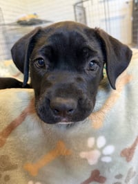 Onyx - Photo 6