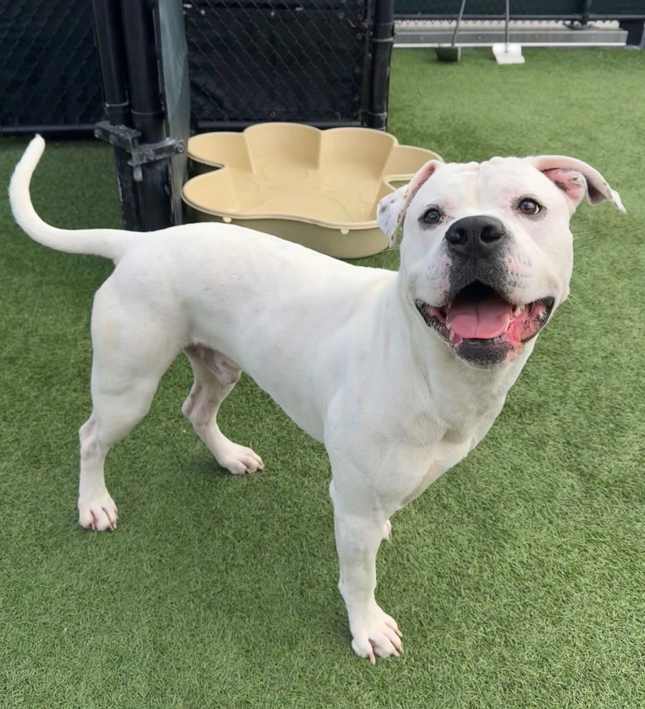 BRUCE - Dogo Argentino available for adoption