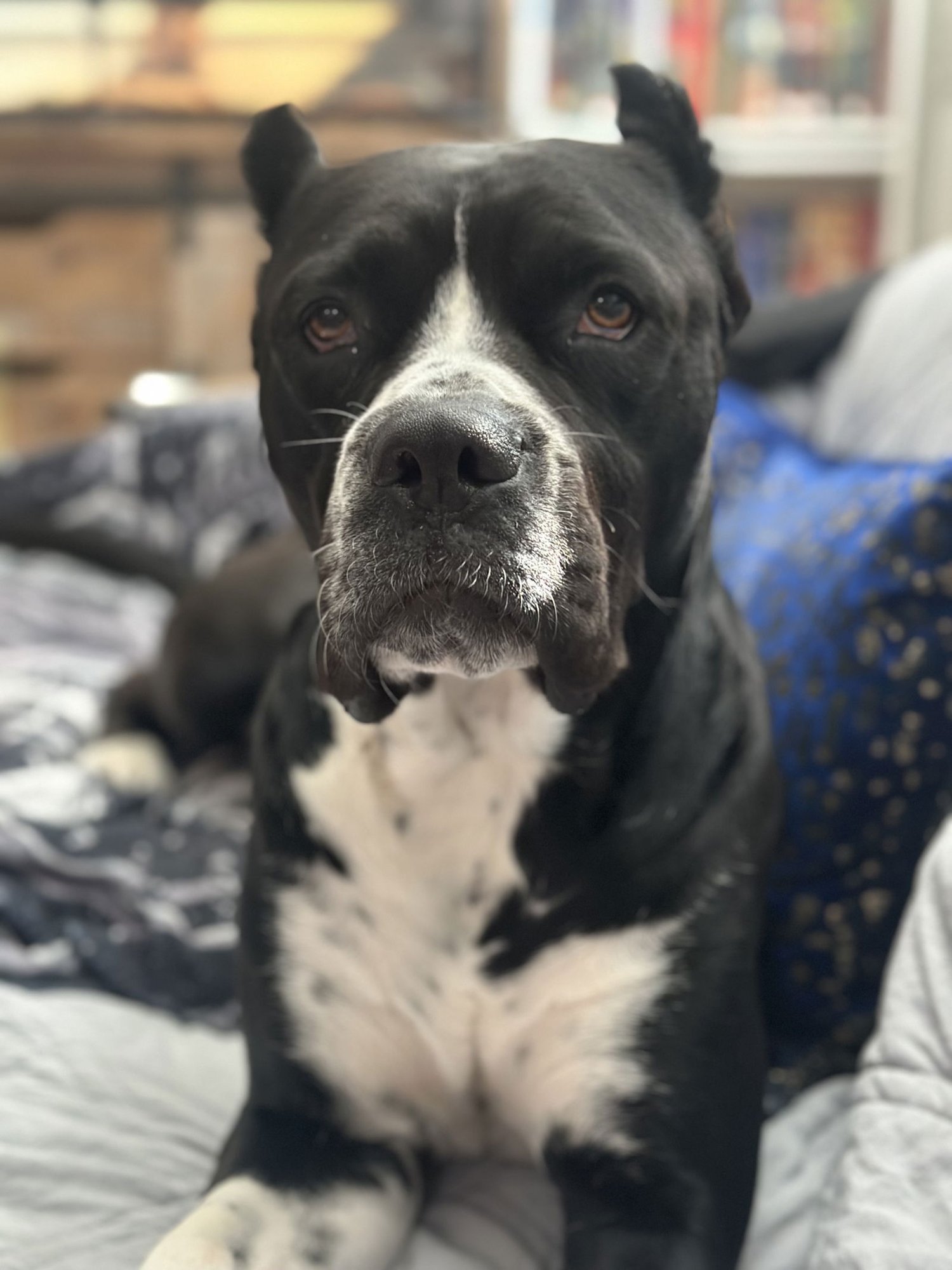 STELLA - Cane Corso Mastiff available for adoption