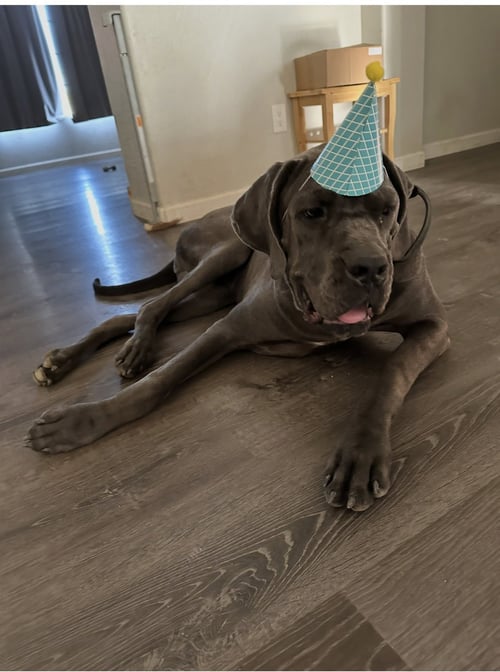 RAM - Cane Corso Mastiff / Great Dane available for adoption