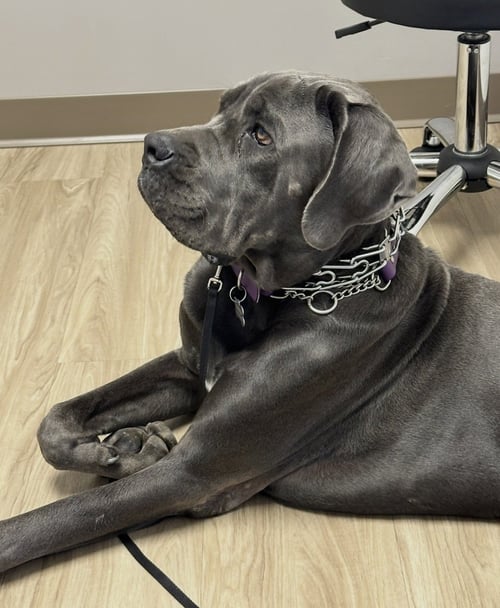 RAM - Cane Corso Mastiff / Great Dane available for adoption