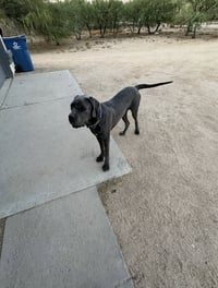Ram - Photo 7