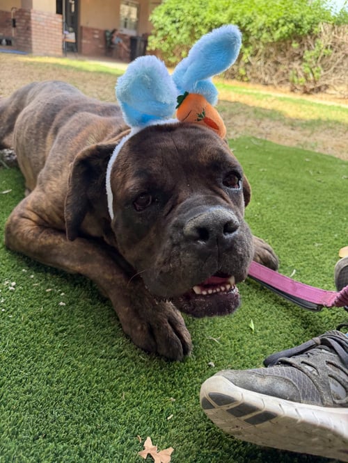 BEAR - Cane Corso Mastiff available for adoption