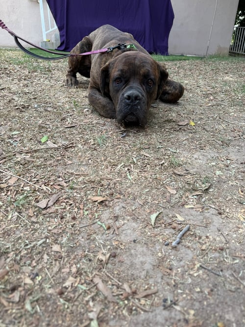 BEAR - Cane Corso Mastiff available for adoption