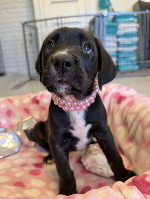 PEARL - Cane Corso Mastiff available for adoption
