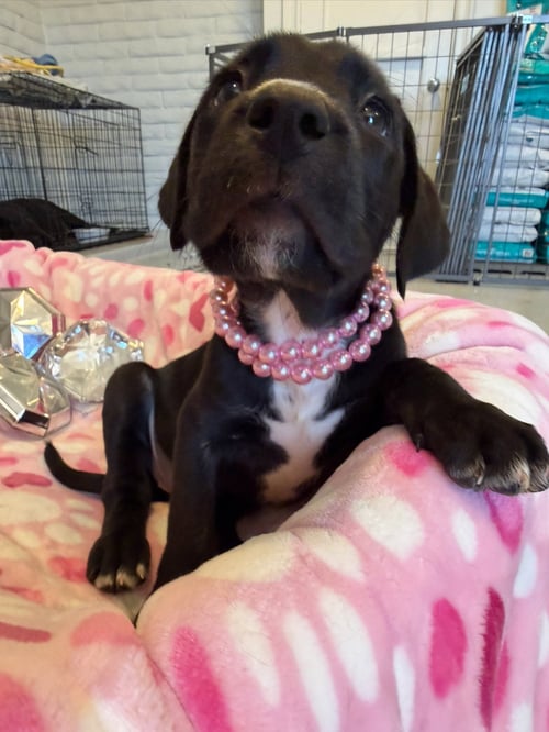 PEARL - Cane Corso Mastiff available for adoption