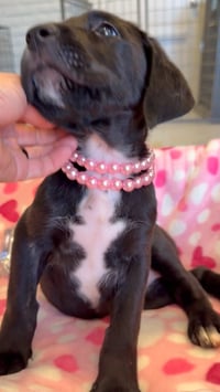 Pearl - Photo 5