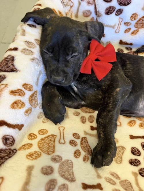 RUBY - Cane Corso Mastiff available for adoption