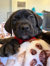 Ruby - Photo 3