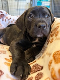 Ruby - Photo 4