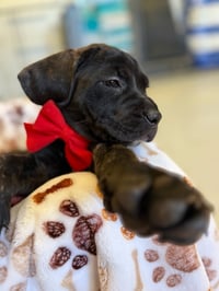 Ruby - Photo 5