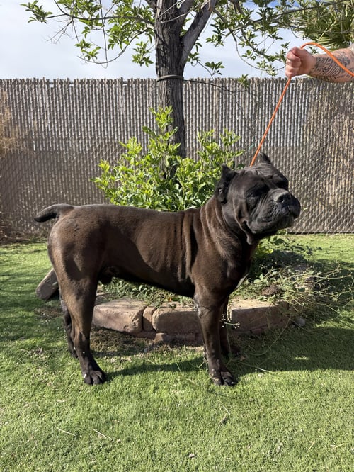 OZZY 2 - Cane Corso Mastiff available for adoption