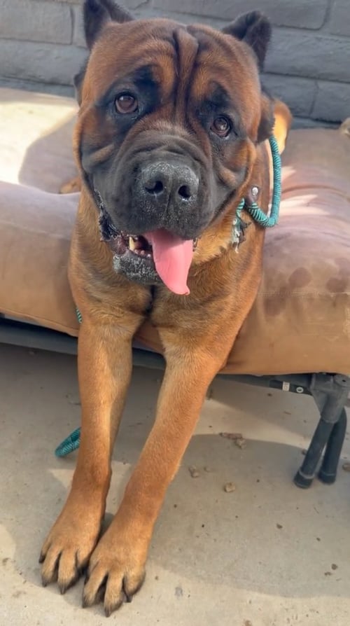 CAPTAIN HOOK - Cane Corso Mastiff available for adoption