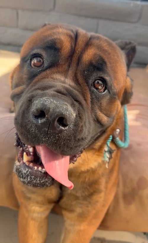 CAPTAIN HOOK - Cane Corso Mastiff available for adoption