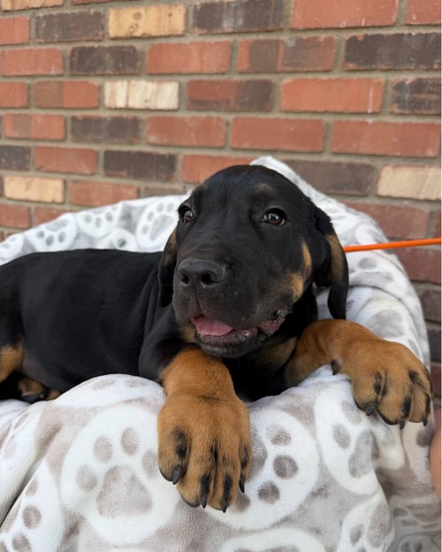 BARACK OBAMA - Cane Corso Mastiff available for adoption