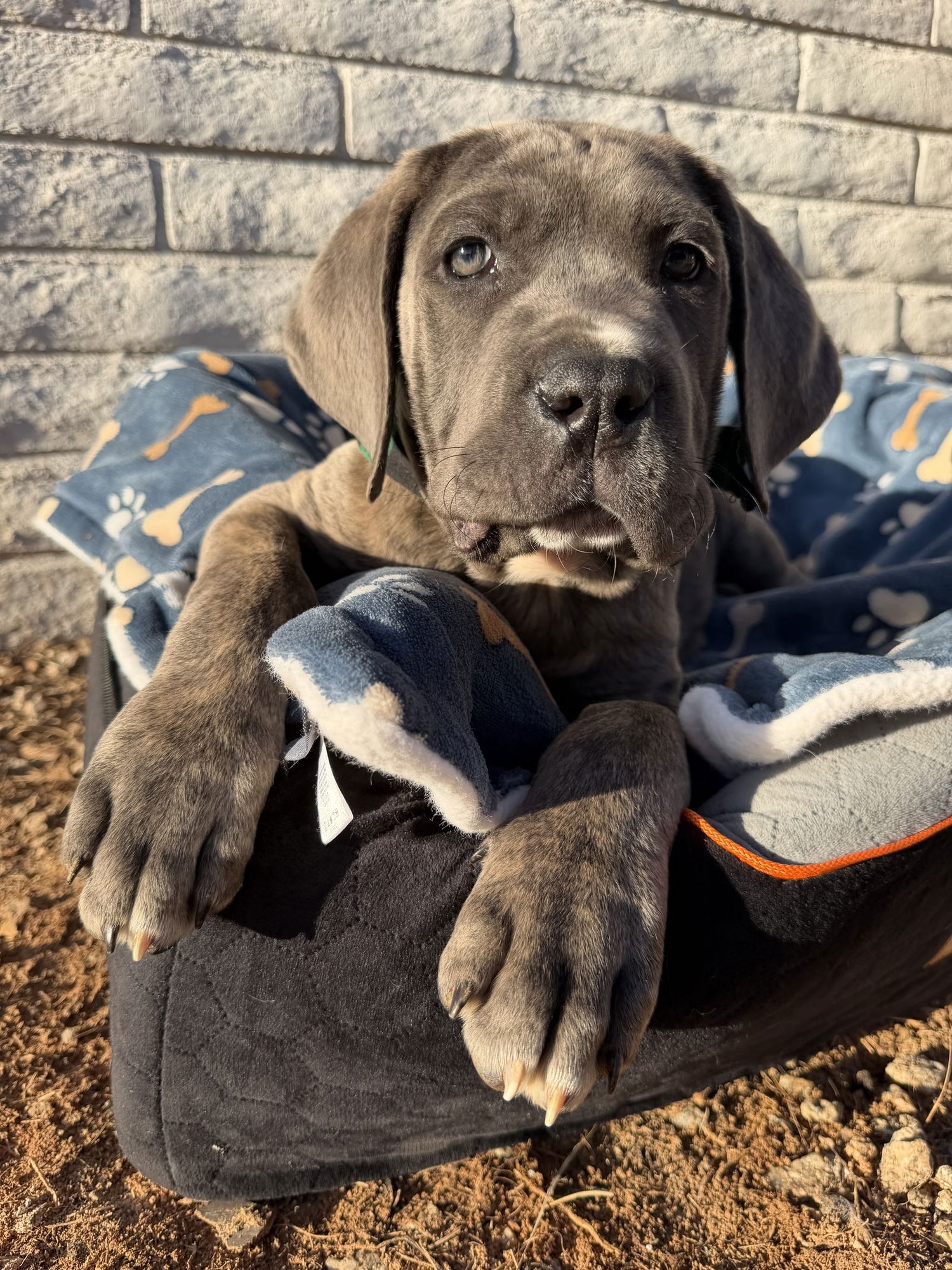 DUEY - ADOPTED - Cane Corso Mastiff available for adoption