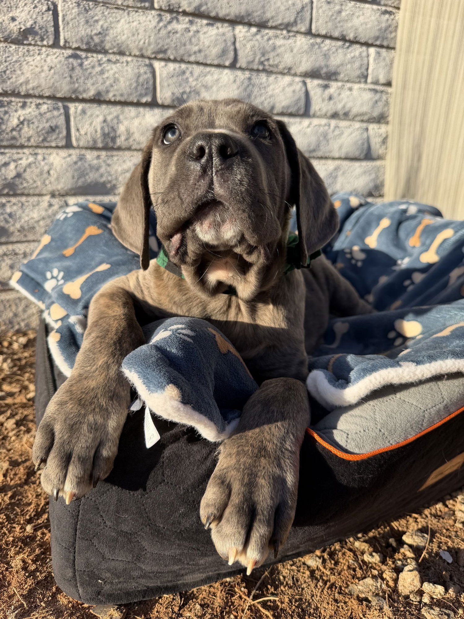 DUEY - ADOPTED - Cane Corso Mastiff available for adoption