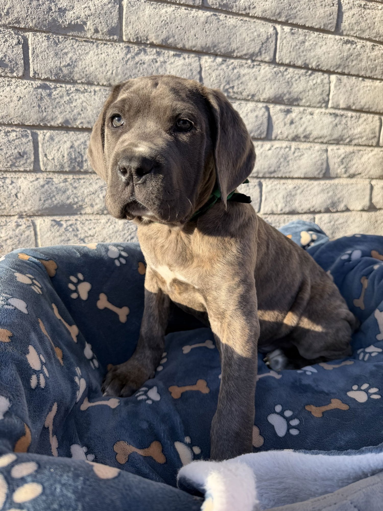 Duey - ADOPTED - Photo 4