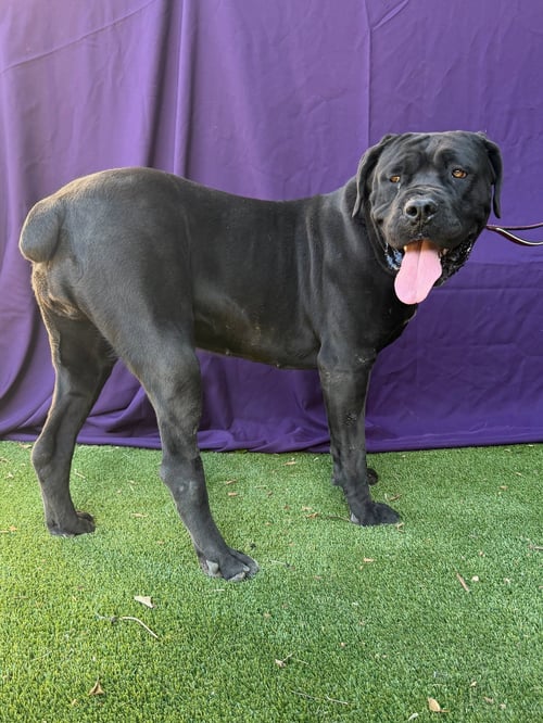 BEAUTY - Cane Corso Mastiff available for adoption