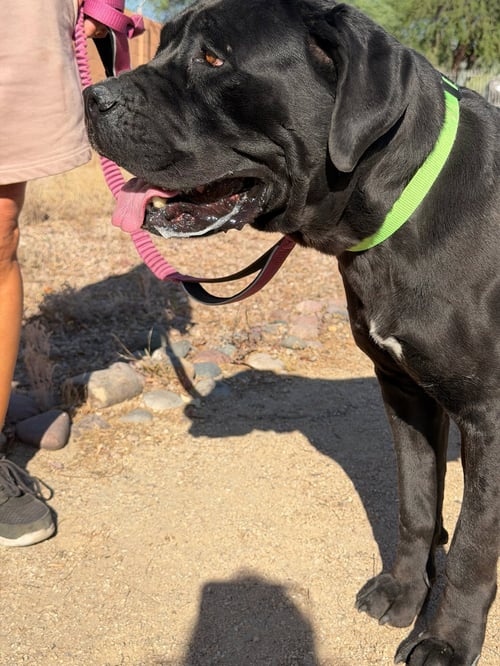 BEAUTY - Cane Corso Mastiff available for adoption