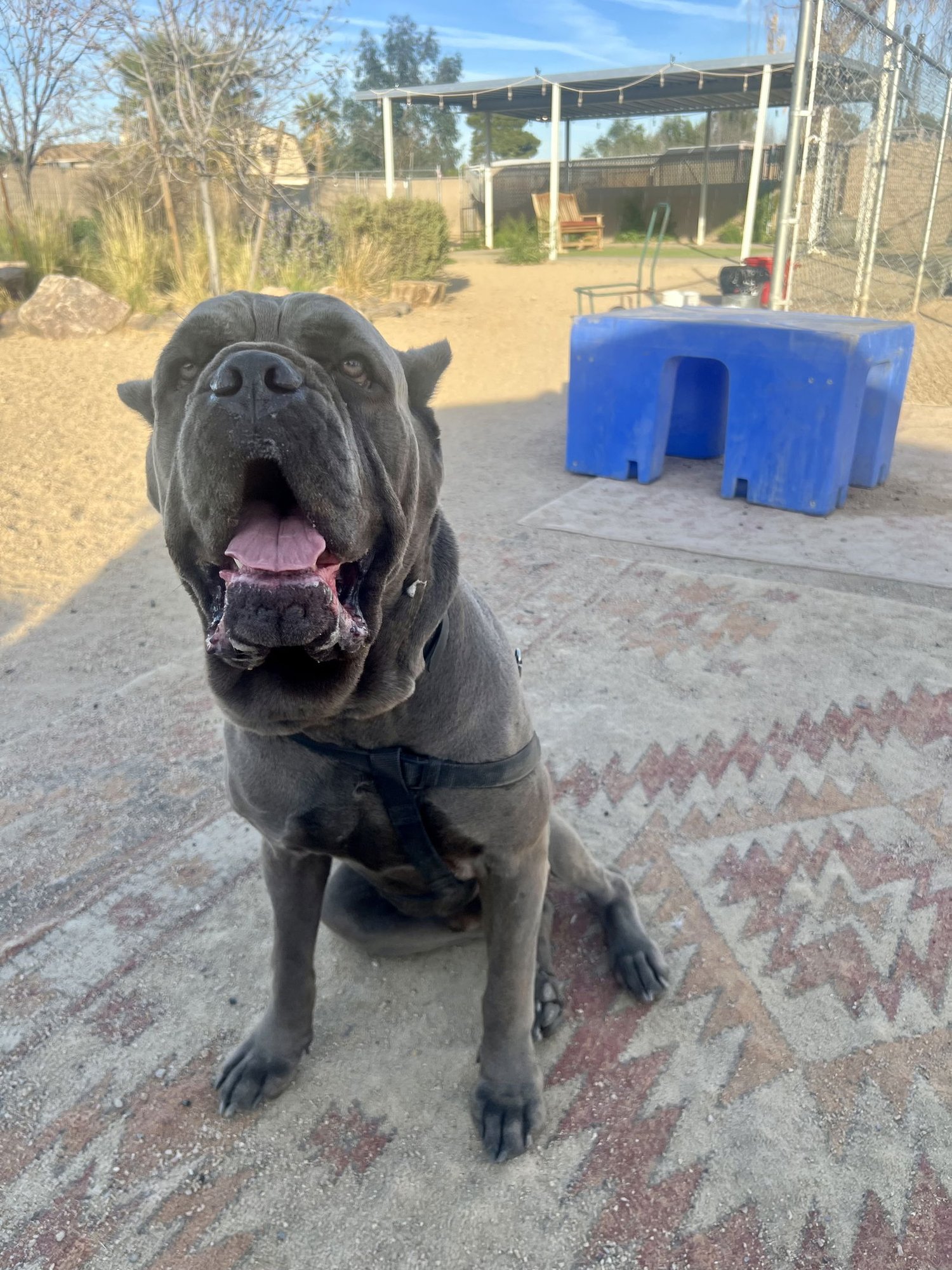 BISHOP - ADOPTION PENDING - Cane Corso Mastiff available for adoption