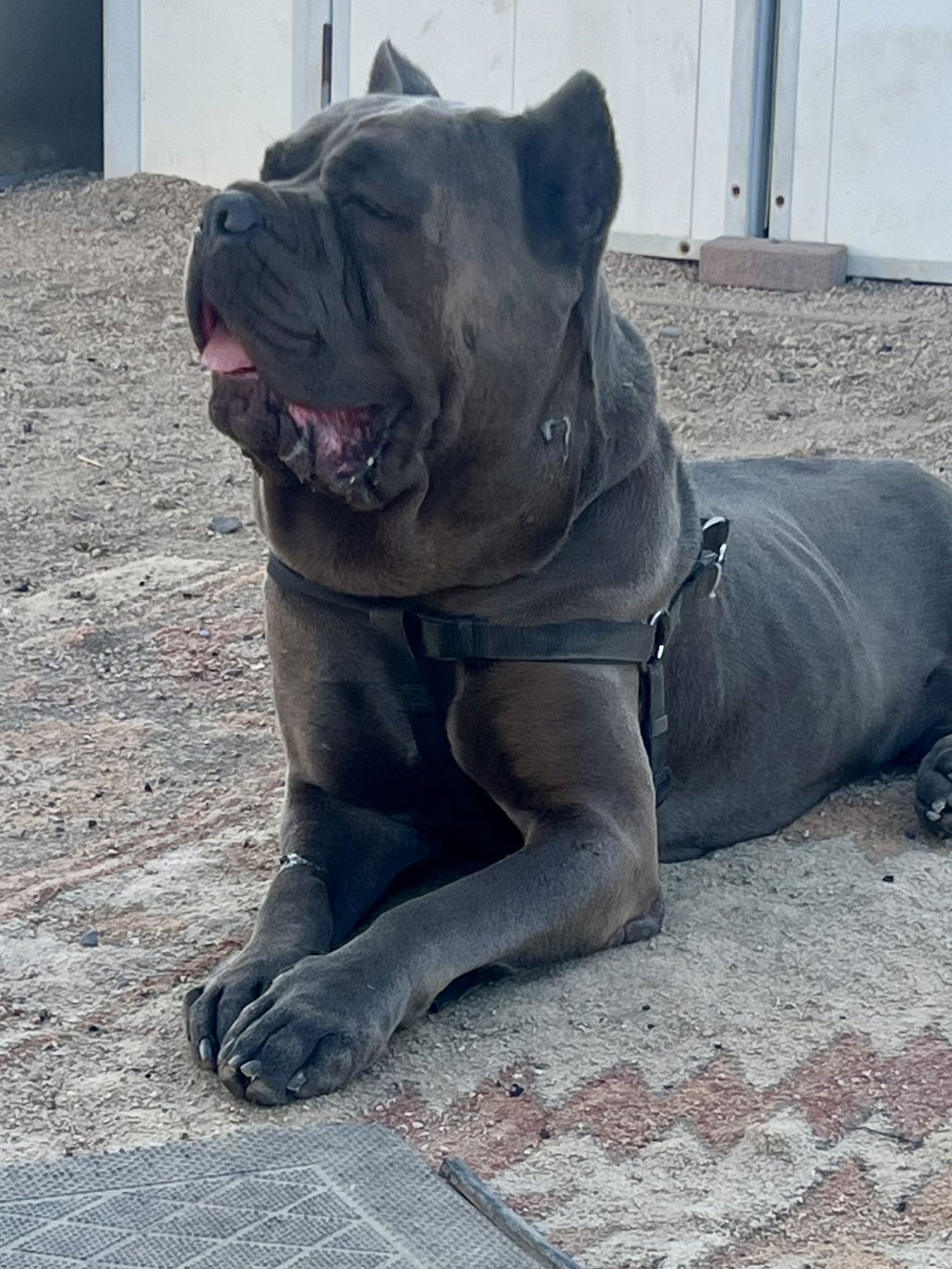 BISHOP - ADOPTION PENDING - Cane Corso Mastiff available for adoption