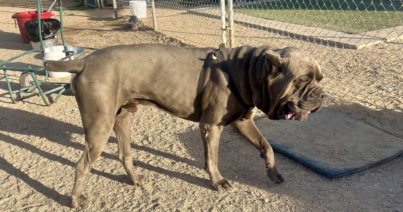 Bishop - Adoption Pending - Photo 4