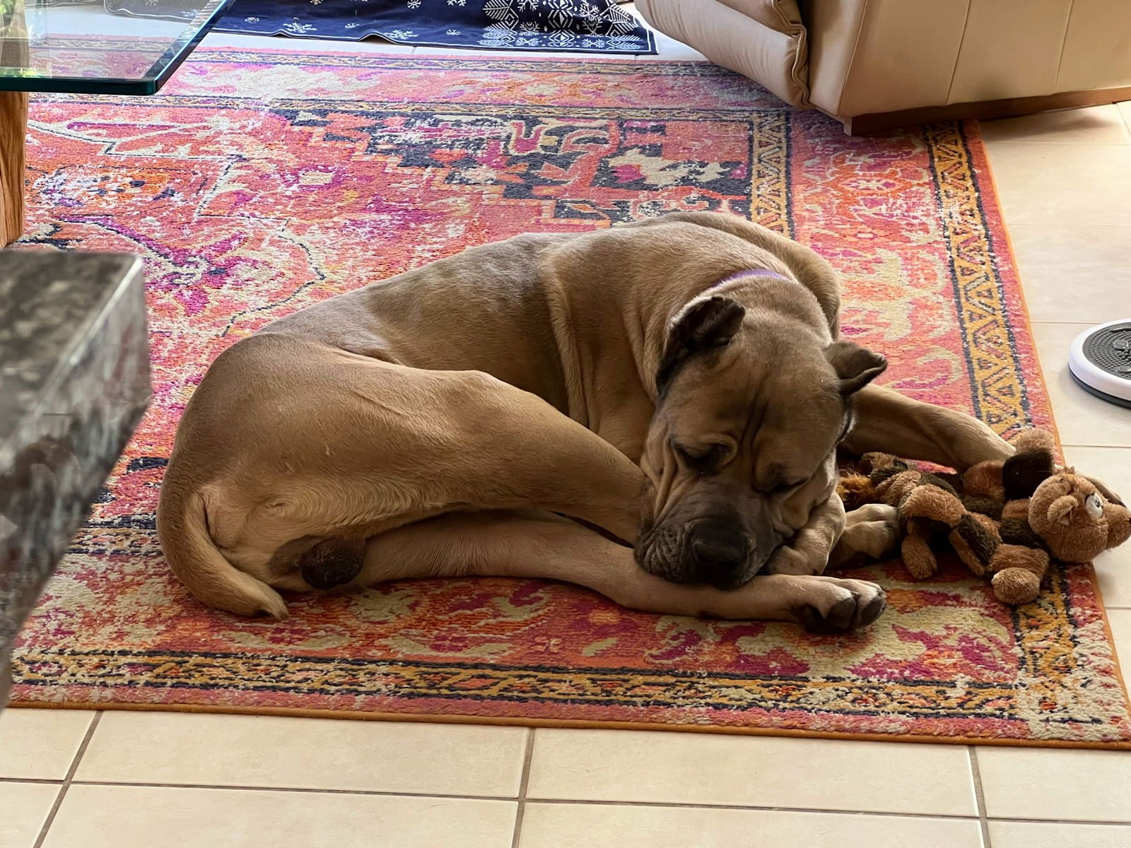 MARVIN - ADOPTED - Cane Corso Mastiff available for adoption