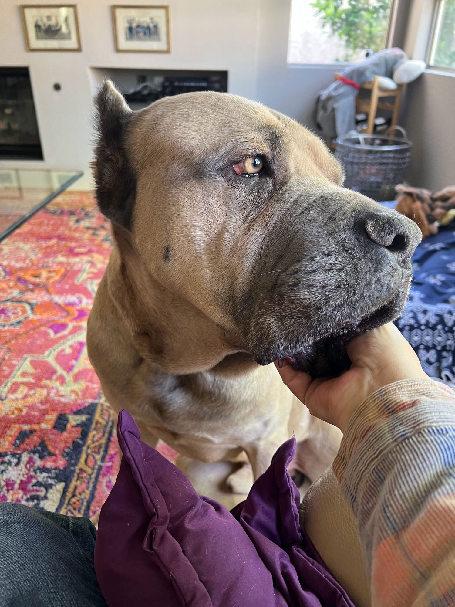 Marvin - adopted - Photo 3