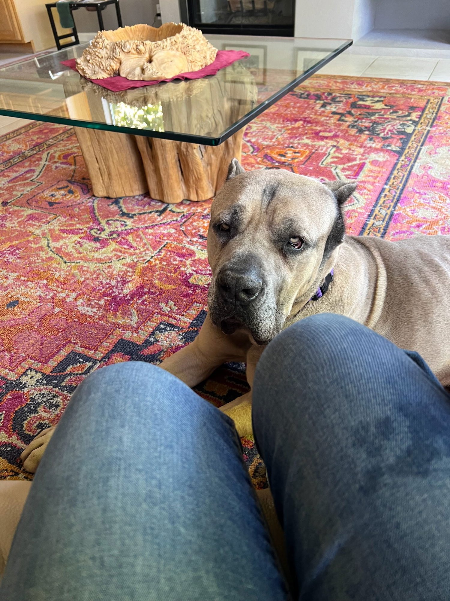 Marvin - adopted - Photo 4