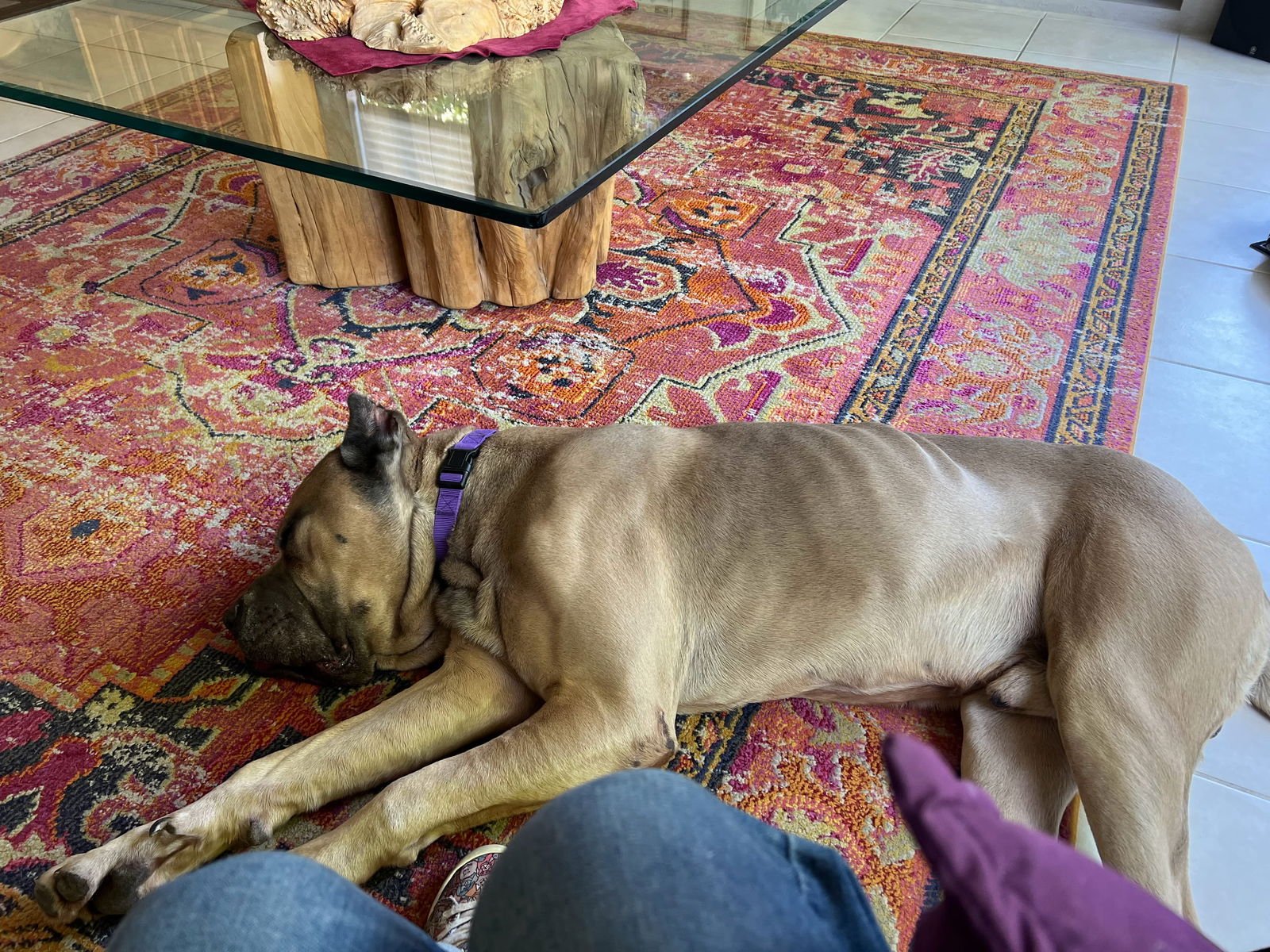 Marvin - adopted - Photo 5