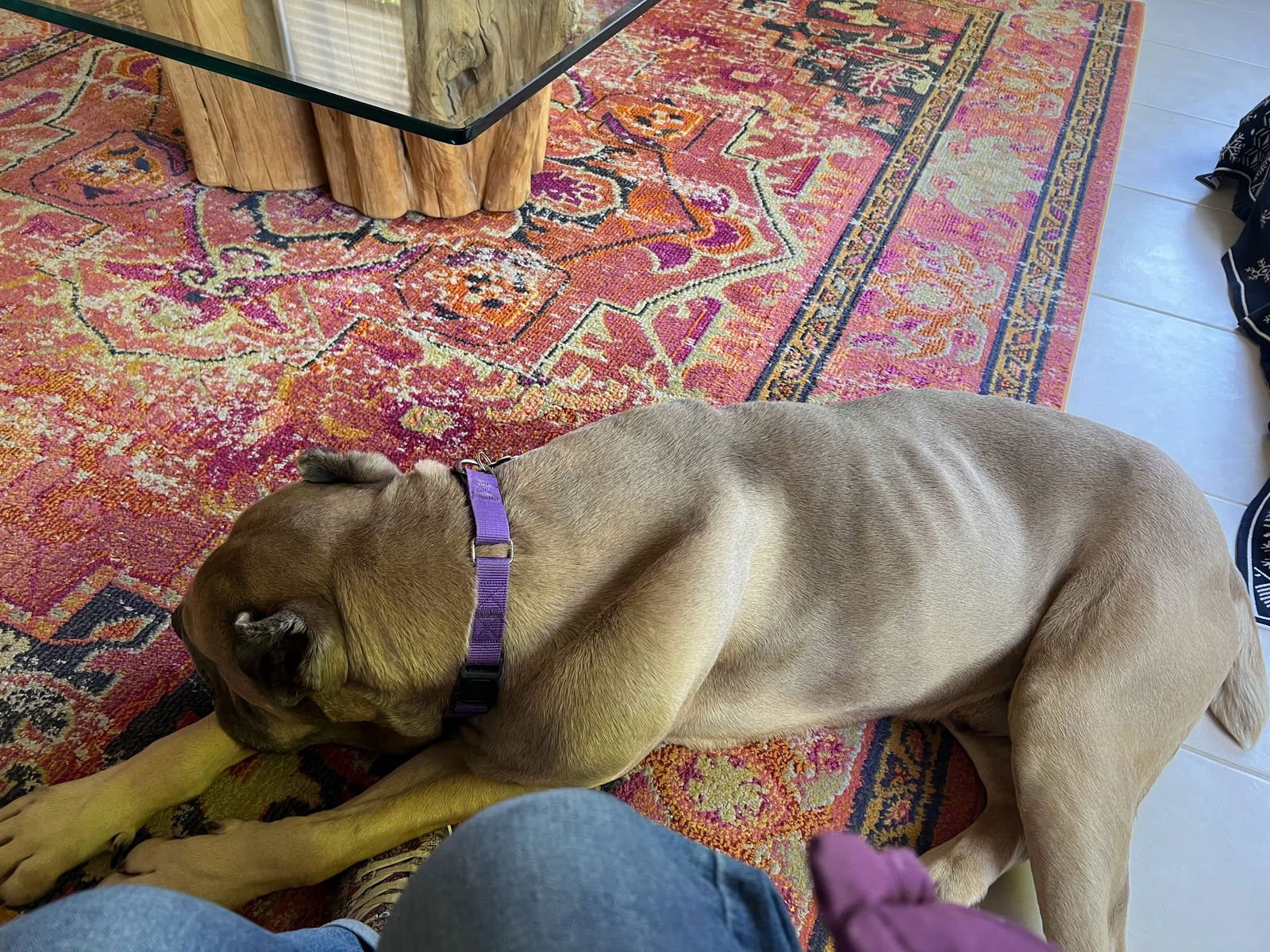 Marvin - adopted - Photo 6