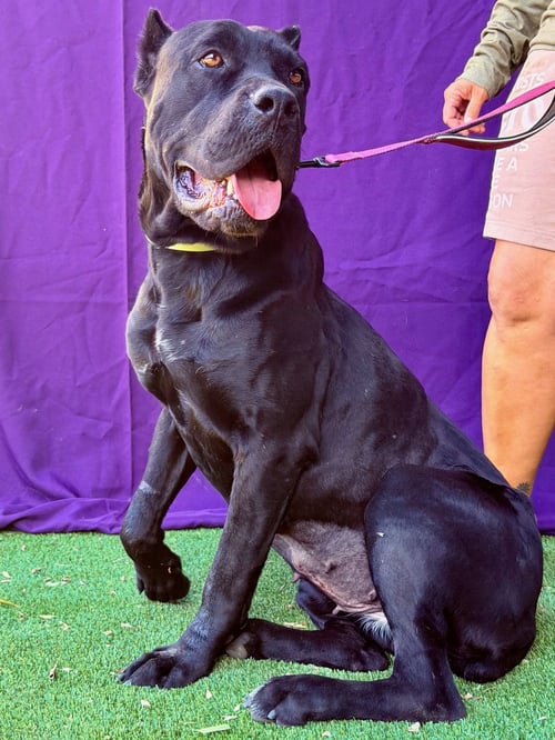 TAMARA - Cane Corso Mastiff available for adoption