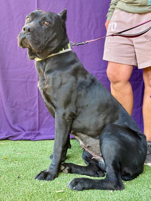 TAMARA - Cane Corso Mastiff available for adoption