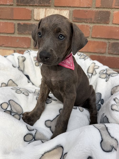 ARIEL - Cane Corso Mastiff available for adoption