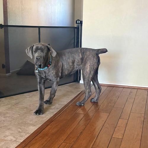 ABBIE - Cane Corso Mastiff available for adoption