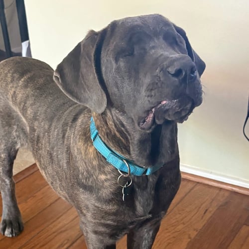 ABBIE - Cane Corso Mastiff available for adoption