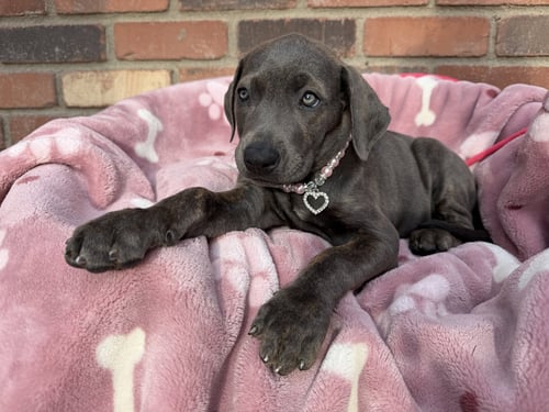 BAMBI - Cane Corso Mastiff available for adoption