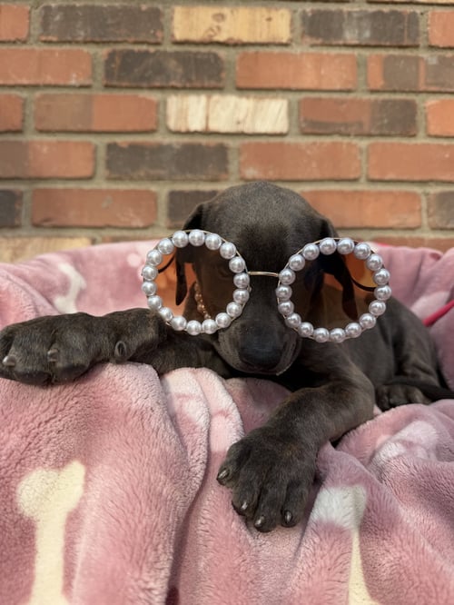 BAMBI - Cane Corso Mastiff available for adoption