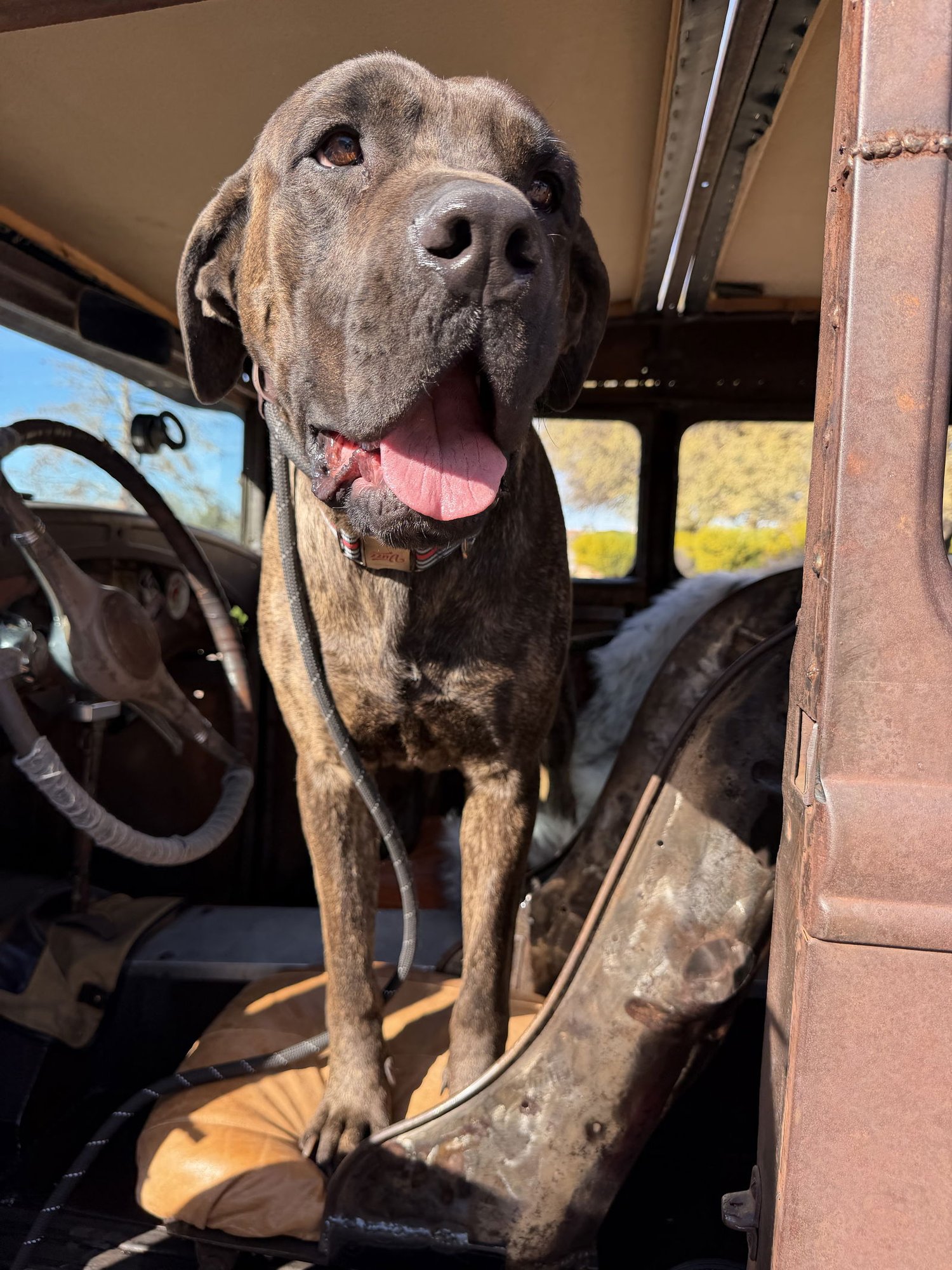 JEFFREY - ADOPTED - Mastiff available for adoption