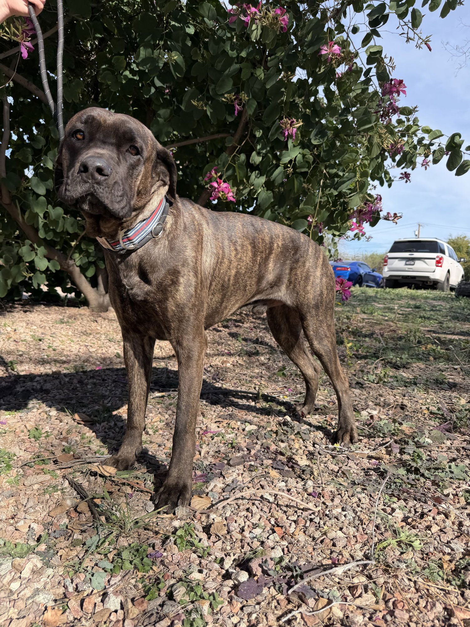 Jeffrey - adopted - Photo 5