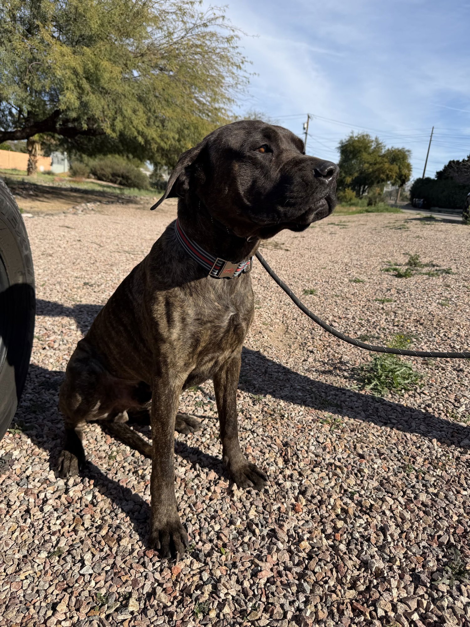 Jeffrey - adopted - Photo 6