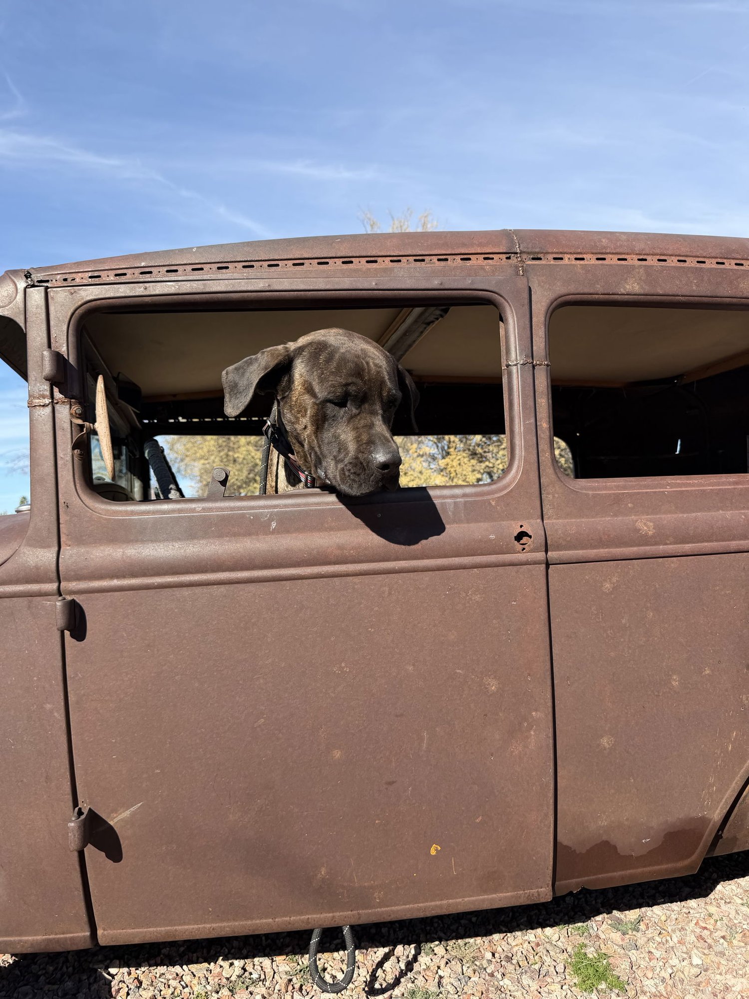 Jeffrey - adopted - Photo 7