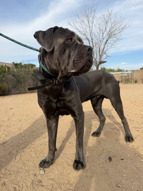 OZZY - Cane Corso Mastiff available for adoption