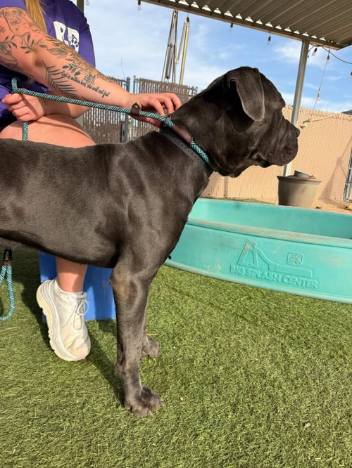 OZZY - Cane Corso Mastiff available for adoption